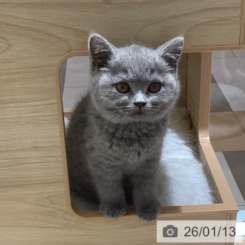 千葉県のブリティッシュショートヘアー (ペットプラス 船橋店/2025年10月23日生まれ/女の子/ブルー)の子猫の3枚目の画像