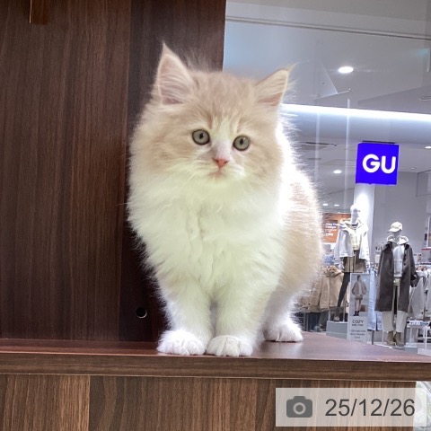 長野県のサイベリアン (ペットプラス 松本店/2025年10月24日生まれ/男の子/クリームタビーホワイト)の子猫の3枚目の画像