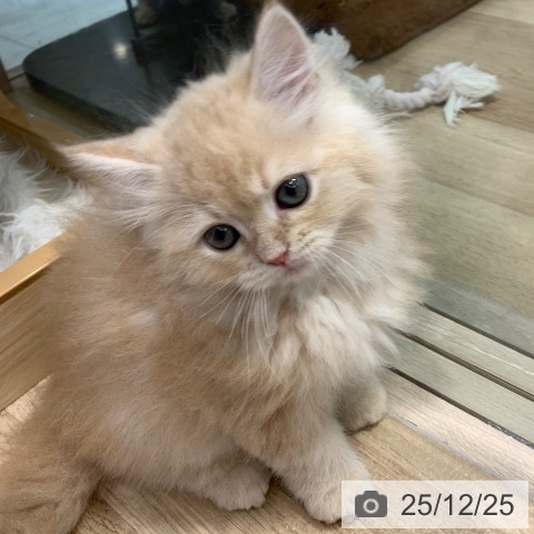 東京都のサイベリアン (ペットプラス アクアシティお台場店/2025年10月24日生まれ/男の子/クリームタビー)の子猫の4枚目の画像