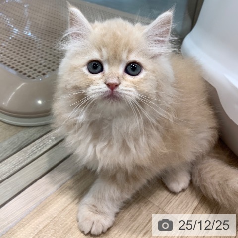 東京都のサイベリアン (ペットプラス アクアシティお台場店/2025年10月24日生まれ/男の子/クリームタビー)の子猫の3枚目の画像