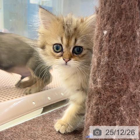 愛媛県のミヌエット (ペットプラス 新居浜店/2025年10月20日生まれ/女の子/ブラウンタビー)の子猫の4枚目の画像