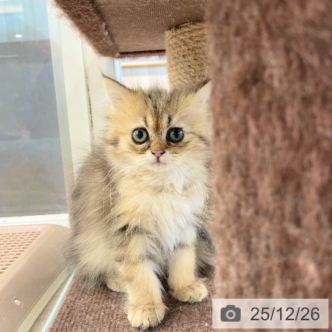 愛媛県のミヌエット (ペットプラス 新居浜店/2025年10月20日生まれ/女の子/ブラウンタビー)の子猫の3枚目の画像