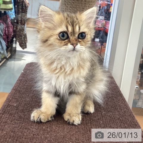 岡山県のミヌエット (ペットプラス 岡山店/2025年10月20日生まれ/女の子/ブラウンタビー)の子猫の3枚目の画像