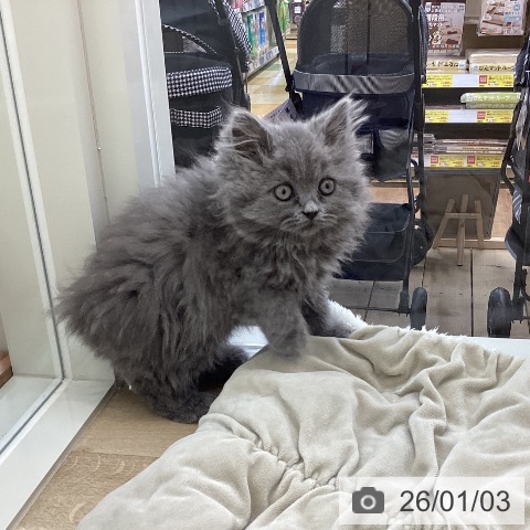 山梨県のブリティッシュショートヘアー (ペットプラス 甲府国母店/2025年10月24日生まれ/男の子/ブルー)の子猫の4枚目の画像