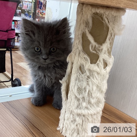 山梨県のブリティッシュショートヘアー (ペットプラス 甲府国母店/2025年10月24日生まれ/男の子/ブルー)の子猫の3枚目の画像