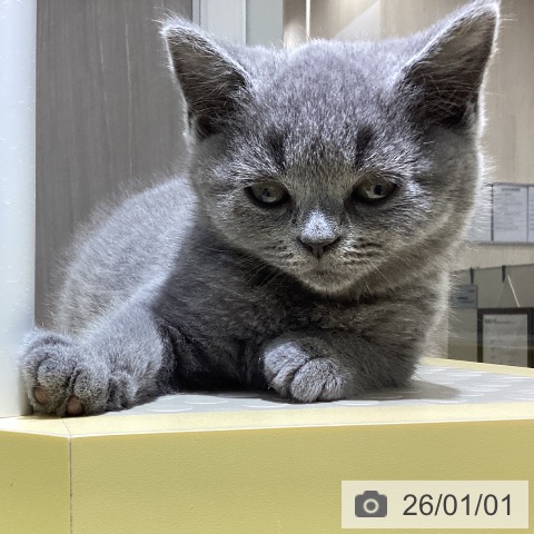 長野県のブリティッシュショートヘアー (ペットプラス 松本店/2025年10月24日生まれ/男の子/ブルー)の子猫の3枚目の画像