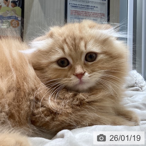 東京都のスコティッシュフォールド (ペットプラス むさし村山店/2025年10月21日生まれ/男の子/レッドタビー)の子猫の4枚目の画像
