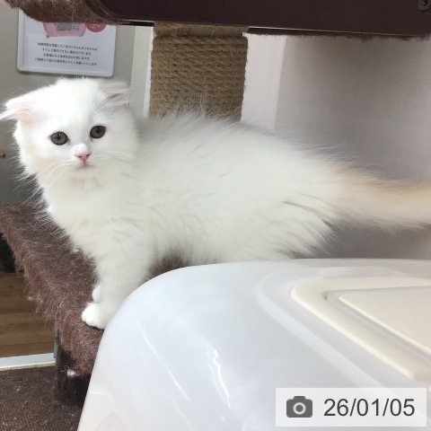 長野県のスコティッシュフォールド (ペットプラス 長野店/2025年10月21日生まれ/女の子/クリームタビーホワイト)の子猫の4枚目の画像