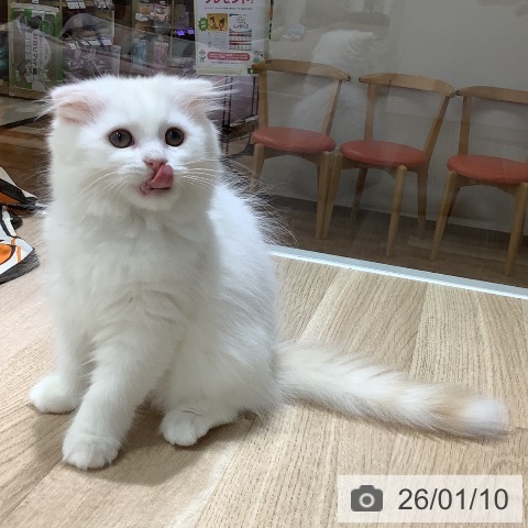 長野県のスコティッシュフォールド (ペットプラス 長野店/2025年10月21日生まれ/女の子/クリームタビーホワイト)の子猫の4枚目の画像