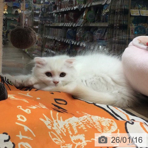 長野県のスコティッシュフォールド (ペットプラス 長野店/2025年10月21日生まれ/女の子/クリームタビーホワイト)の子猫の4枚目の画像