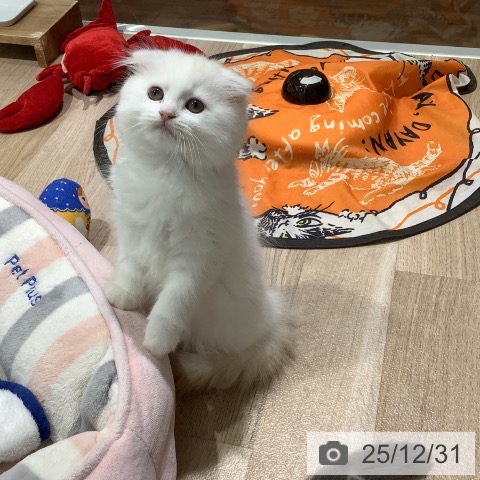 長野県のスコティッシュフォールド (ペットプラス 長野店/2025年10月21日生まれ/女の子/クリームタビーホワイト)の子猫の3枚目の画像