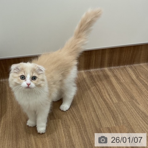 茨城県のスコティッシュフォールド (ペッツワン 古河店/2025年10月19日生まれ/女の子/クリームホワイト)の子猫の4枚目の画像