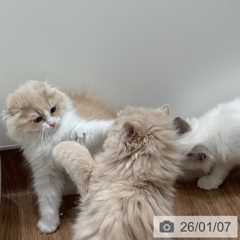 茨城県のスコティッシュフォールド (ペッツワン 古河店/2025年10月19日生まれ/女の子/クリームホワイト)の子猫の3枚目の画像