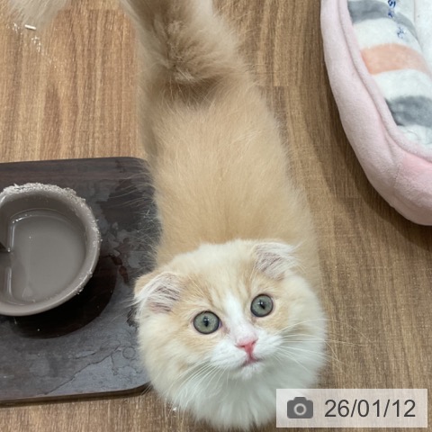 茨城県のスコティッシュフォールド (ペッツワン 古河店/2025年10月19日生まれ/女の子/クリームホワイト)の子猫の4枚目の画像