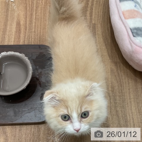 茨城県のスコティッシュフォールド (ペッツワン 古河店/2025年10月19日生まれ/女の子/クリームホワイト)の子猫の3枚目の画像