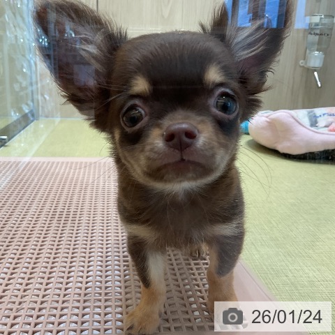 福島県のチワワ(ロング) (ペットプラス イオンタウン郡山店/2025年10月22日生まれ/男の子/チョコレートタン)の子犬の3枚目の画像