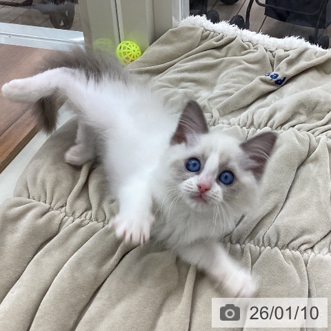山梨県のラグドール (ペットプラス 甲府国母店/2025年10月21日生まれ/女の子/ブルーポイントバイカラー)の子猫の4枚目の画像