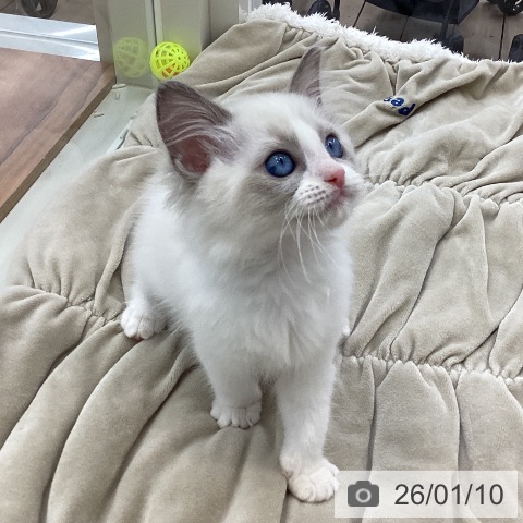山梨県のラグドール (ペットプラス 甲府国母店/2025年10月21日生まれ/女の子/ブルーポイントバイカラー)の子猫の3枚目の画像