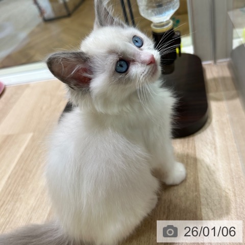神奈川県のラグドール (ペットプラス ゆめが丘ソラトス店/2025年10月21日生まれ/女の子/ブルーポイントバイカラー)の子猫の4枚目の画像