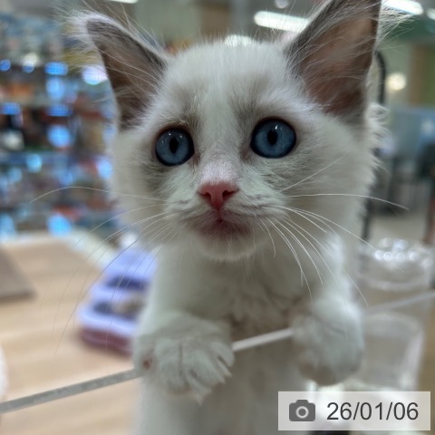 神奈川県のラグドール (ペットプラス ゆめが丘ソラトス店/2025年10月21日生まれ/女の子/ブルーポイントバイカラー)の子猫の3枚目の画像