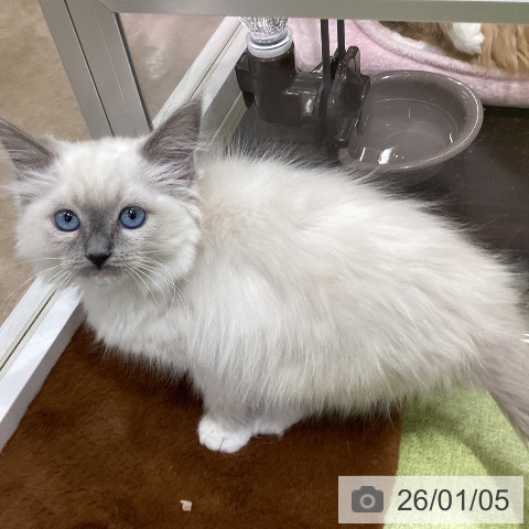 埼玉県のラグドール (ペットプラス 羽生店/2025年10月21日生まれ/女の子/ブルーポイントミテッド)の子猫の3枚目の画像