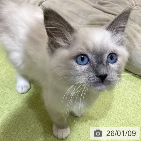 埼玉県のラグドール (ペットプラス 羽生店/2025年10月21日生まれ/女の子/ブルーポイントミテッド)の子猫の3枚目の画像