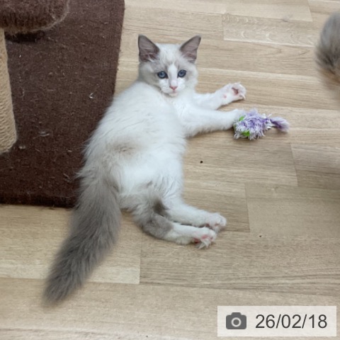 ラグドールの写真