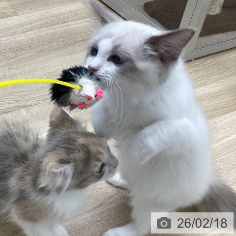 福島県のラグドール (ペットプラス 福島店/2025年10月9日生まれ/女の子/ブルーポイントバイカラー)の子猫の4枚目の画像