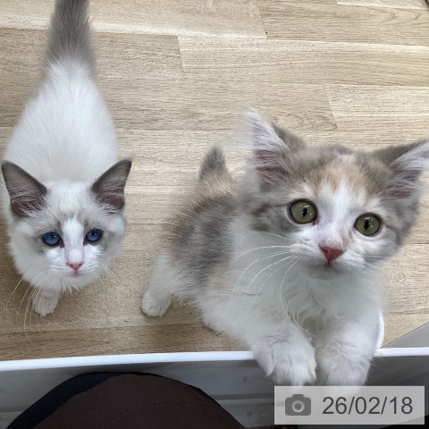 福島県のラグドール (ペットプラス 福島店/2025年10月9日生まれ/女の子/ブルーポイントバイカラー)の子猫の3枚目の画像