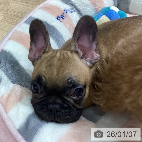 東京都のフレンチブルドッグ (ペットプラス MARK IS 葛飾かなまち店/2025年10月25日生まれ/男の子/フォーン)の子犬の3枚目の画像