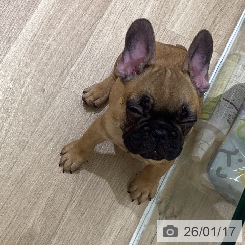 東京都のフレンチブルドッグ (ペットプラス MARK IS 葛飾かなまち店/2025年10月25日生まれ/男の子/フォーン)の子犬の3枚目の画像