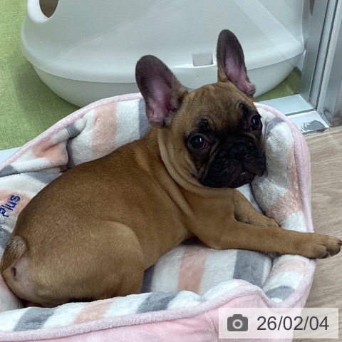 埼玉県のフレンチブルドッグ (ペットプラス 川口店/2025年10月25日生まれ/男の子/フォーン)の子犬の3枚目の画像