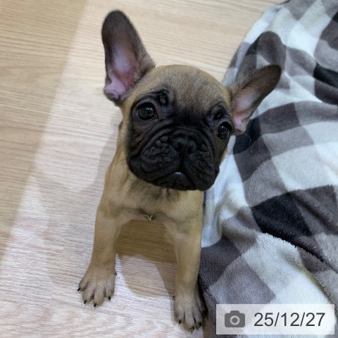 フレンチ・ブルドッグの写真