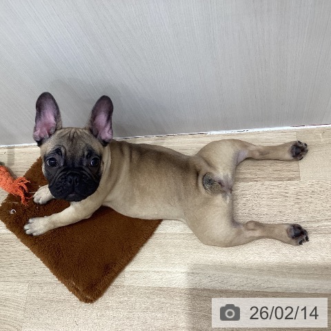 千葉県のフレンチブルドッグ (ペットプラス 木更津店/2025年10月25日生まれ/女の子/フォーン)の子犬の4枚目の画像