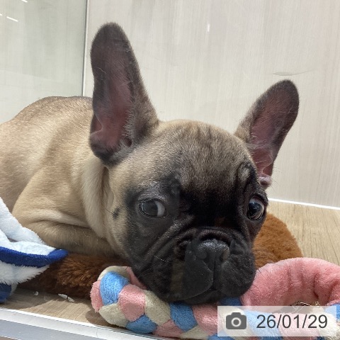 千葉県のフレンチブルドッグ (ペットプラス 木更津店/2025年10月25日生まれ/女の子/フォーン)の子犬の3枚目の画像