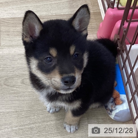 長野県の柴犬(標準サイズ) (ペットプラス 上田店/2025年10月25日生まれ/男の子/黒)の子犬の4枚目の画像