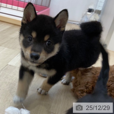 長野県の柴犬(標準サイズ) (ペットプラス 上田店/2025年10月25日生まれ/男の子/黒)の子犬の4枚目の画像