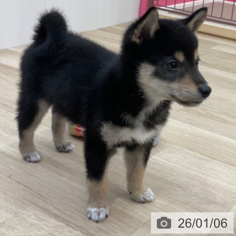 長野県の柴犬(標準サイズ) (ペットプラス 上田店/2025年10月25日生まれ/男の子/黒)の子犬の4枚目の画像