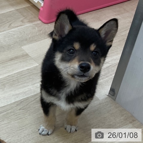 長野県の柴犬(標準サイズ) (ペットプラス 上田店/2025年10月25日生まれ/男の子/黒)の子犬の4枚目の画像