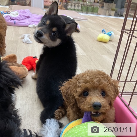 長野県の柴犬(標準サイズ) (ペットプラス 上田店/2025年10月25日生まれ/男の子/黒)の子犬の4枚目の画像