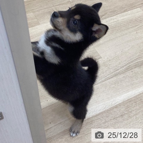 長野県の柴犬(標準サイズ) (ペットプラス 上田店/2025年10月25日生まれ/男の子/黒)の子犬の3枚目の画像