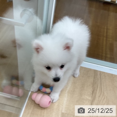 日本スピッツの写真