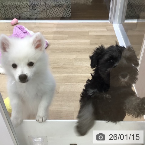 福島県の日本スピッツ (ペットプラス 福島店/2025年10月20日生まれ/男の子/ホワイト)の子犬の4枚目の画像