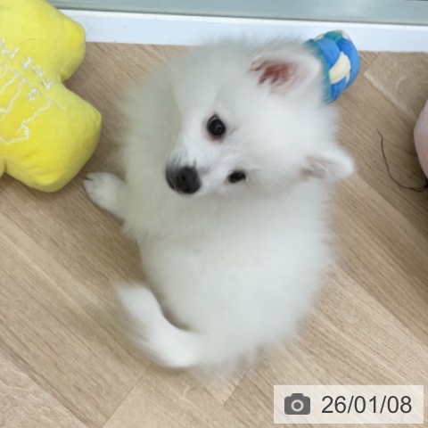 福島県の日本スピッツ (ペットプラス 福島店/2025年10月20日生まれ/男の子/ホワイト)の子犬の3枚目の画像