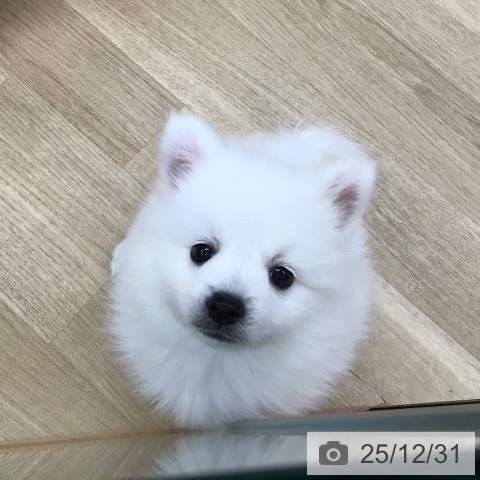 東京都の日本スピッツ (ペットプラス 日の出店/2025年10月20日生まれ/男の子/ホワイト)の子犬の3枚目の画像