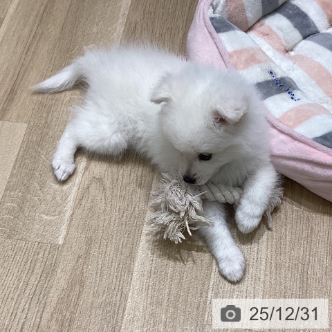 岩手県の日本スピッツ (ペットプラス 盛岡南店/2025年10月20日生まれ/女の子/ホワイト)の子犬の4枚目の画像