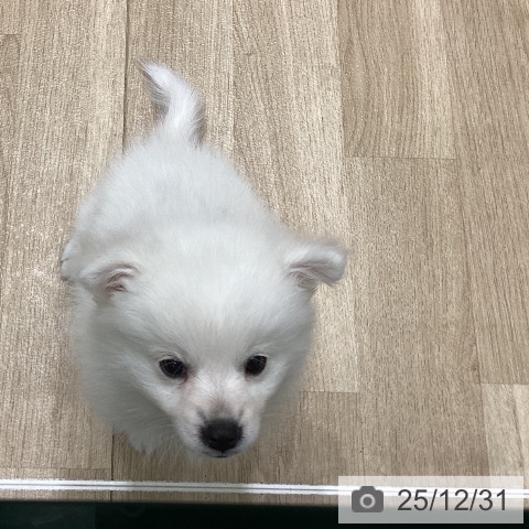 岩手県の日本スピッツ (ペットプラス 盛岡南店/2025年10月20日生まれ/女の子/ホワイト)の子犬の3枚目の画像