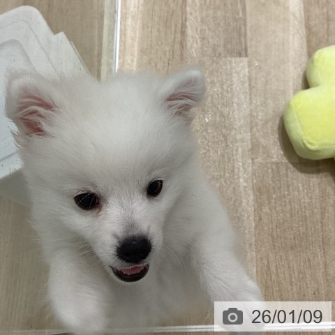 岩手県の日本スピッツ (ペットプラス 盛岡南店/2025年10月20日生まれ/女の子/ホワイト)の子犬の4枚目の画像
