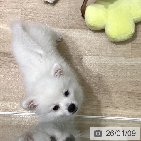 岩手県の日本スピッツ (ペットプラス 盛岡南店/2025年10月20日生まれ/女の子/ホワイト)の子犬の3枚目の画像