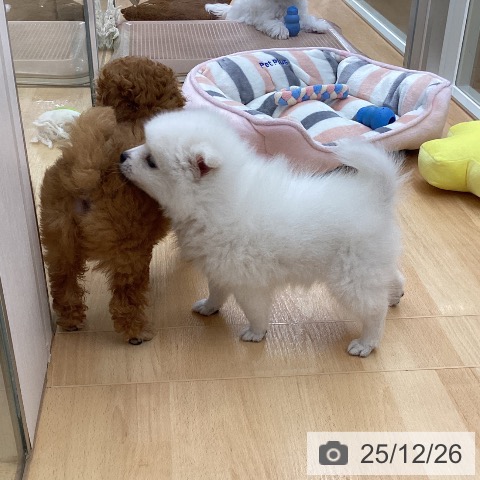 日本スピッツの写真